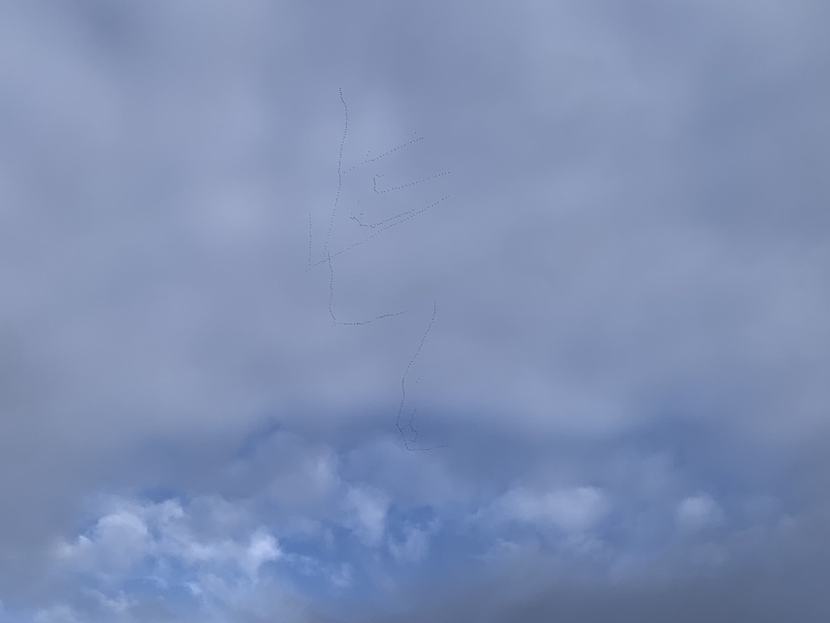 Snow Goose - ML646424396