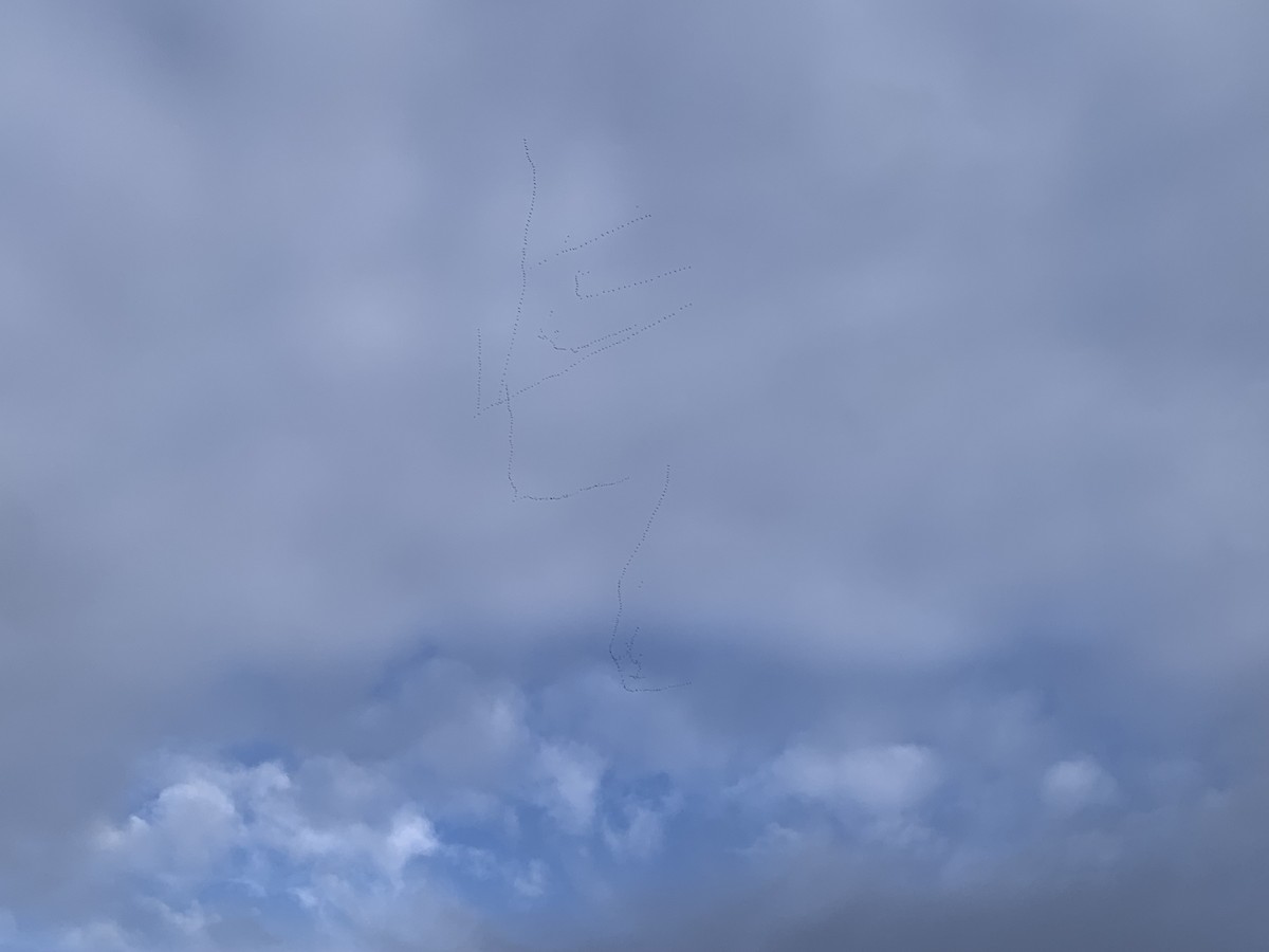 Snow Goose - ML646424397