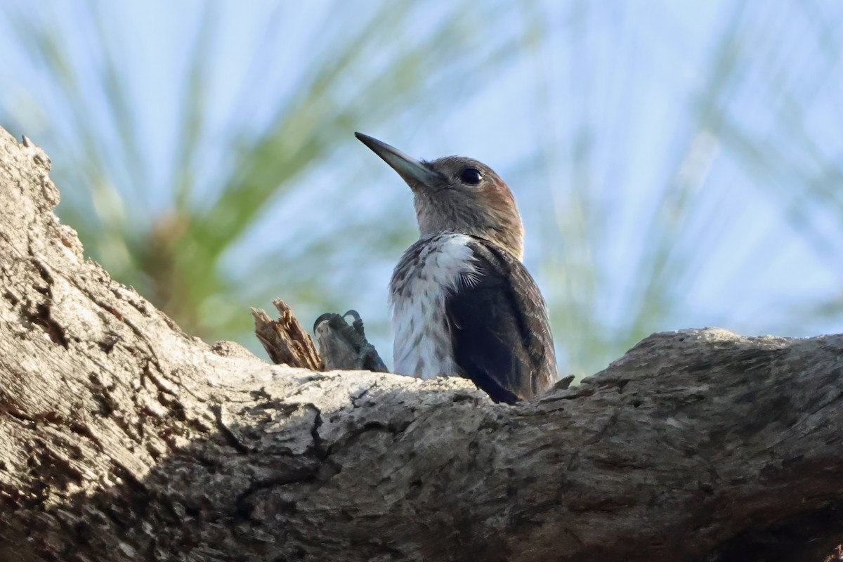 Red-headed Woodpecker - ML646424398