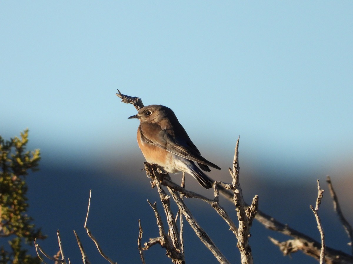 salašník západní - ML646424399