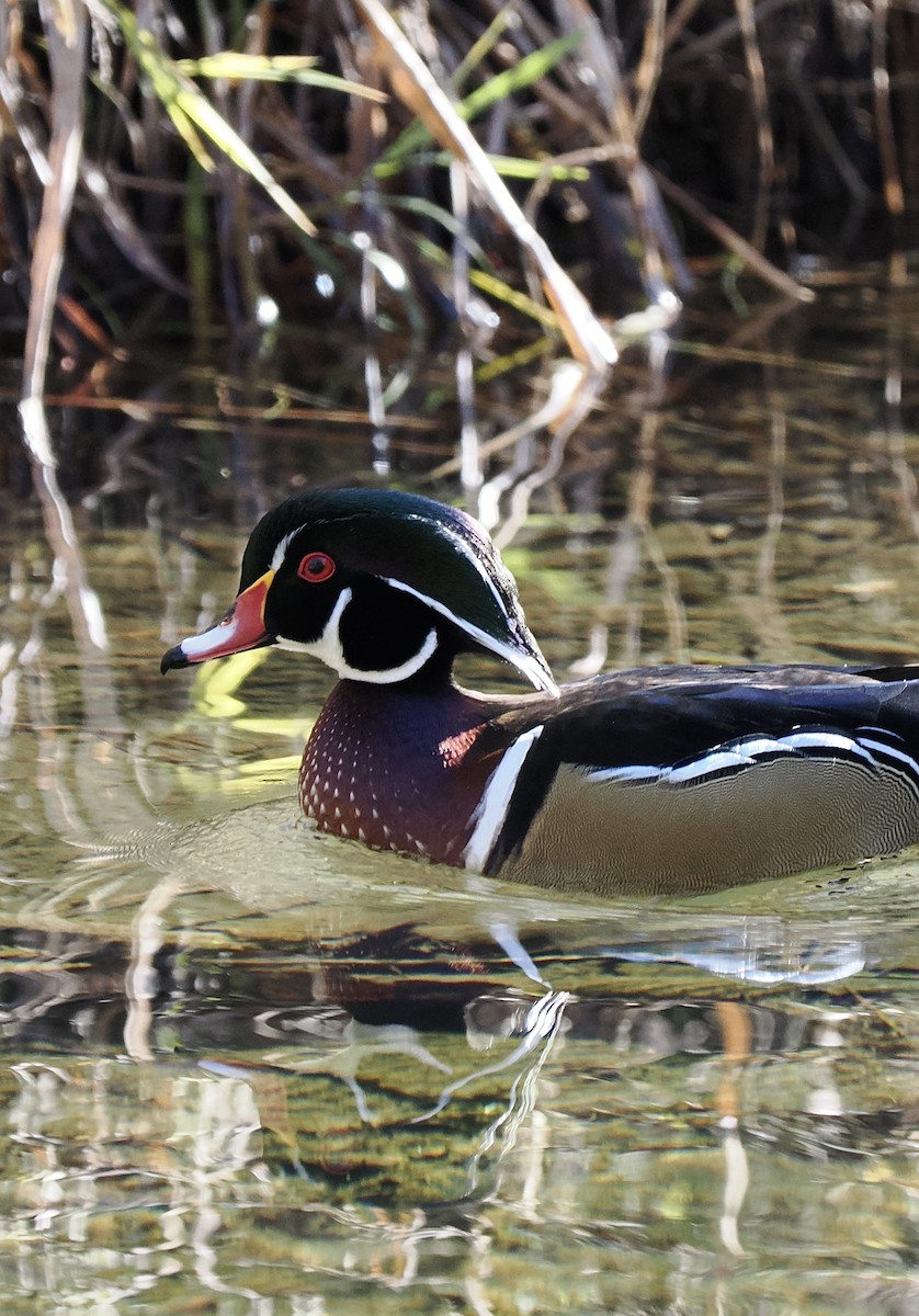 Wood Duck - ML646424400