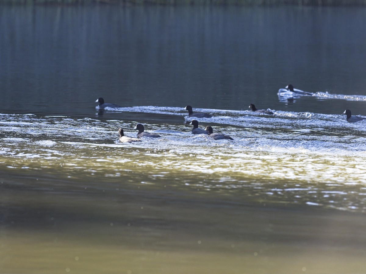 American Coot - ML646424401