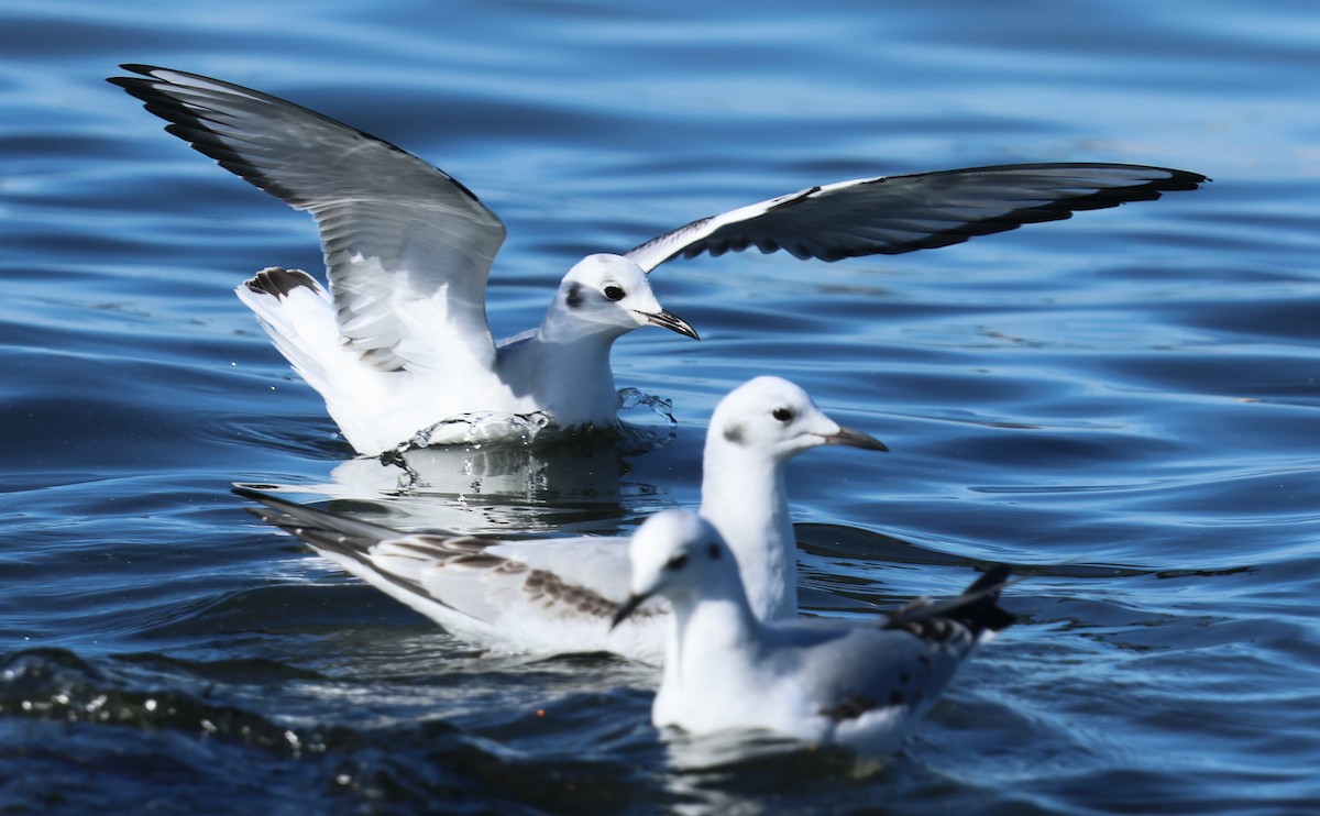 Bonaparte's Gull - ML646424402