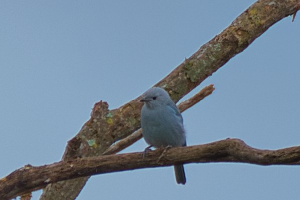 Blue-gray Tanager - ML646424403