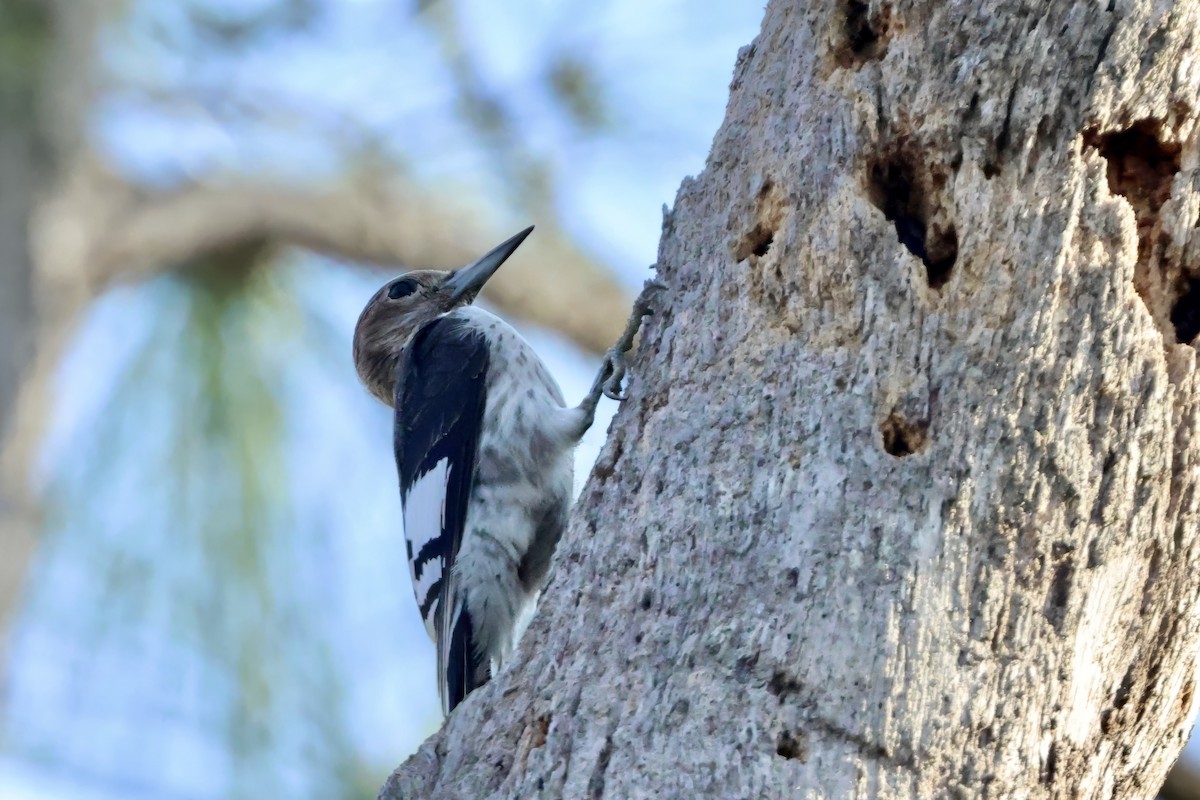 Red-headed Woodpecker - ML646424407