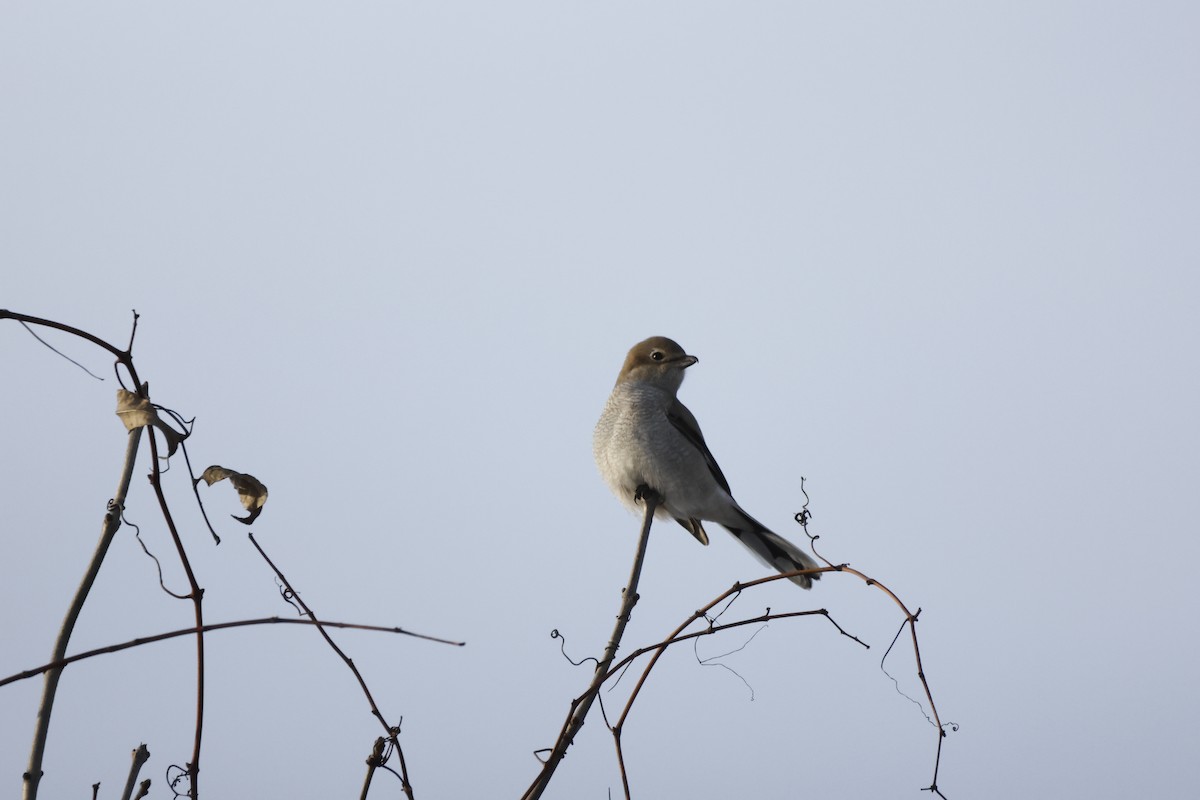 Antzandobi boreala - ML646424408