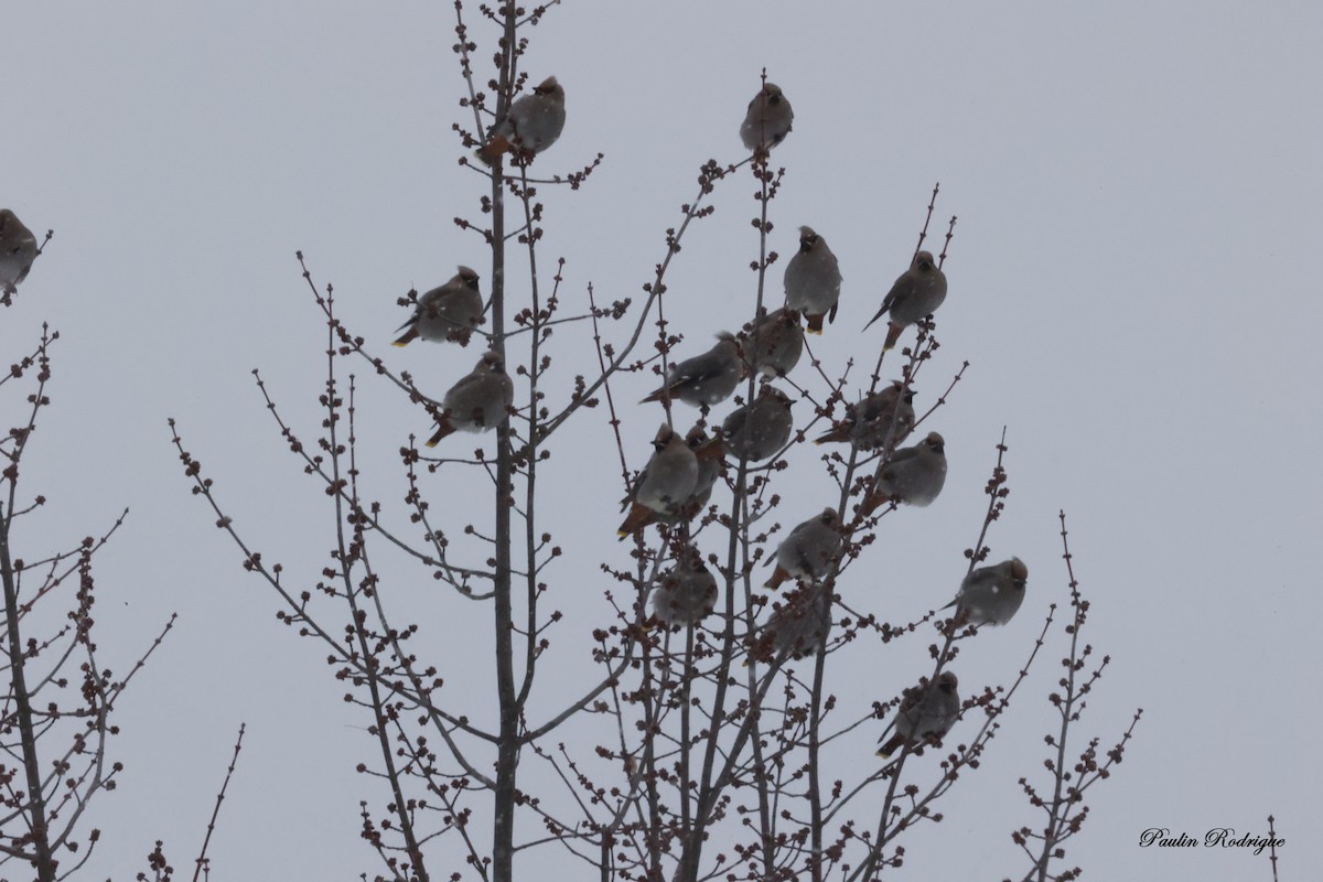 Bohemian Waxwing - ML646424413