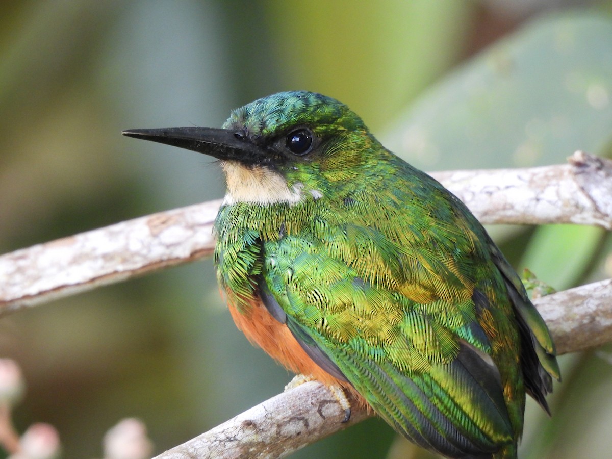 Jacamar à queue rousse - ML646424414