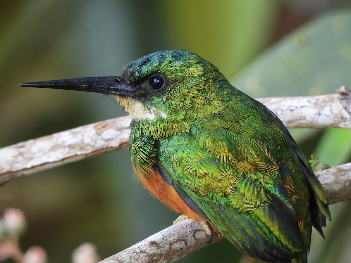 Jacamar à queue rousse - ML646424415