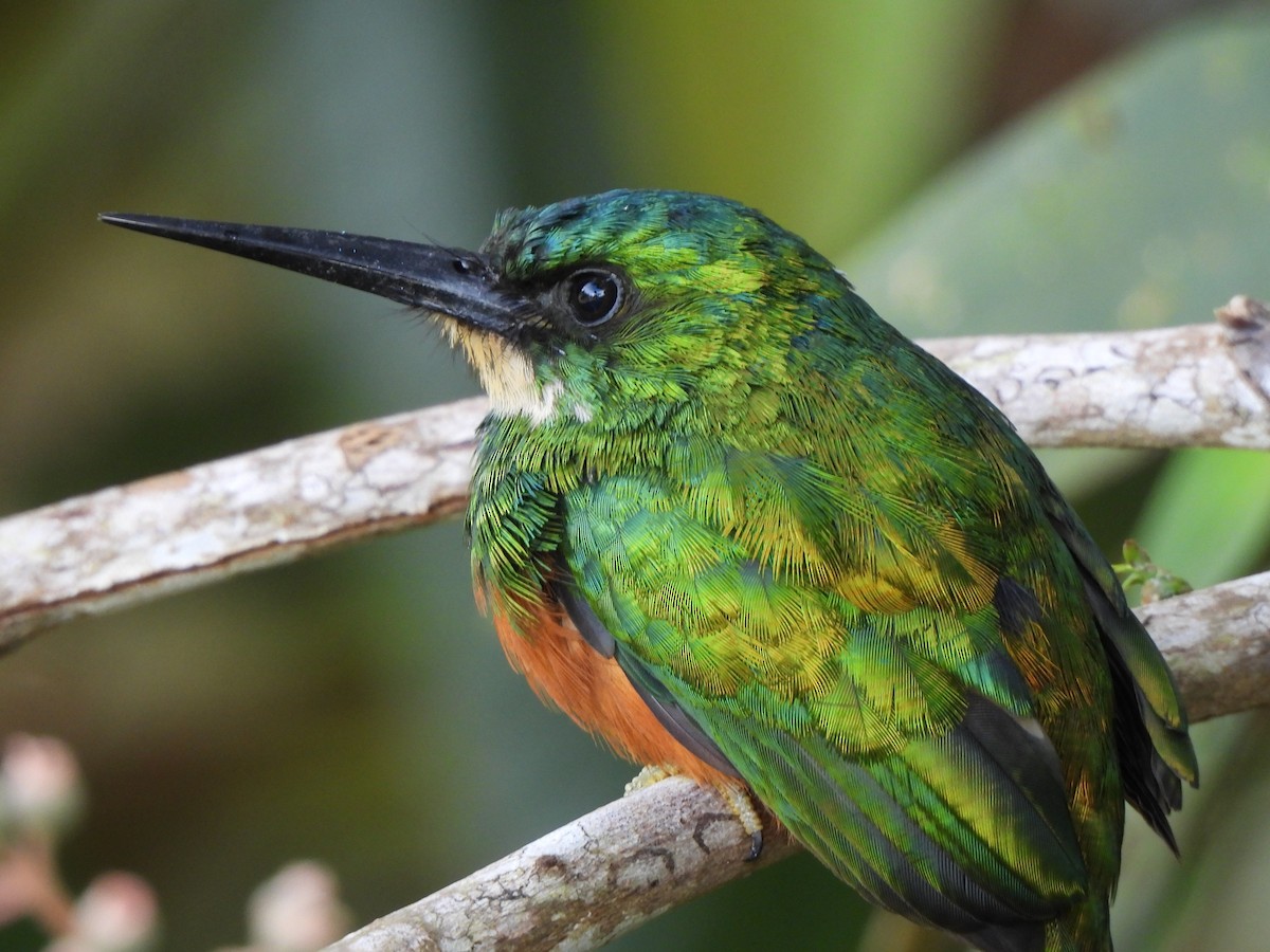 Jacamar à queue rousse - ML646424416