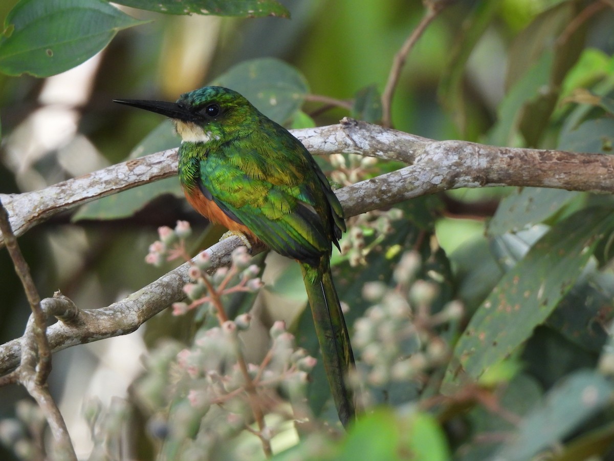 Jacamar à queue rousse - ML646424417