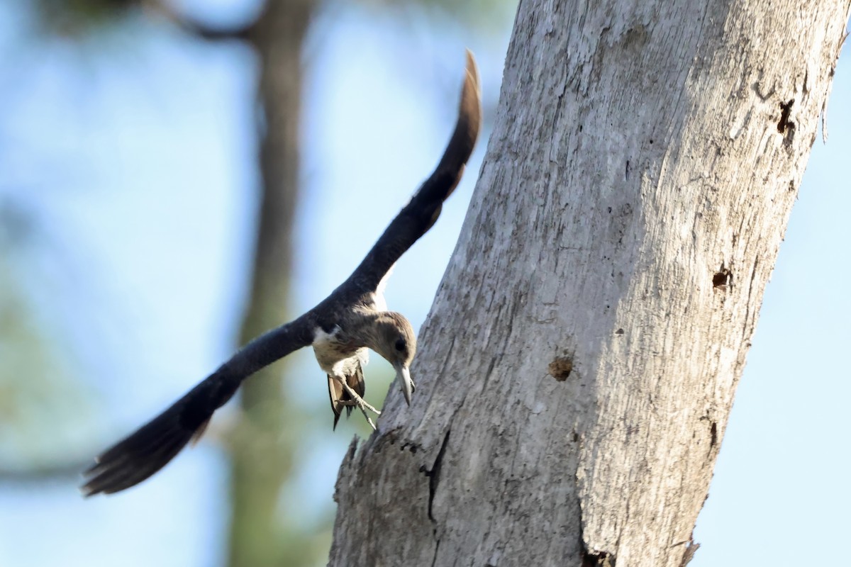 Red-headed Woodpecker - ML646424419