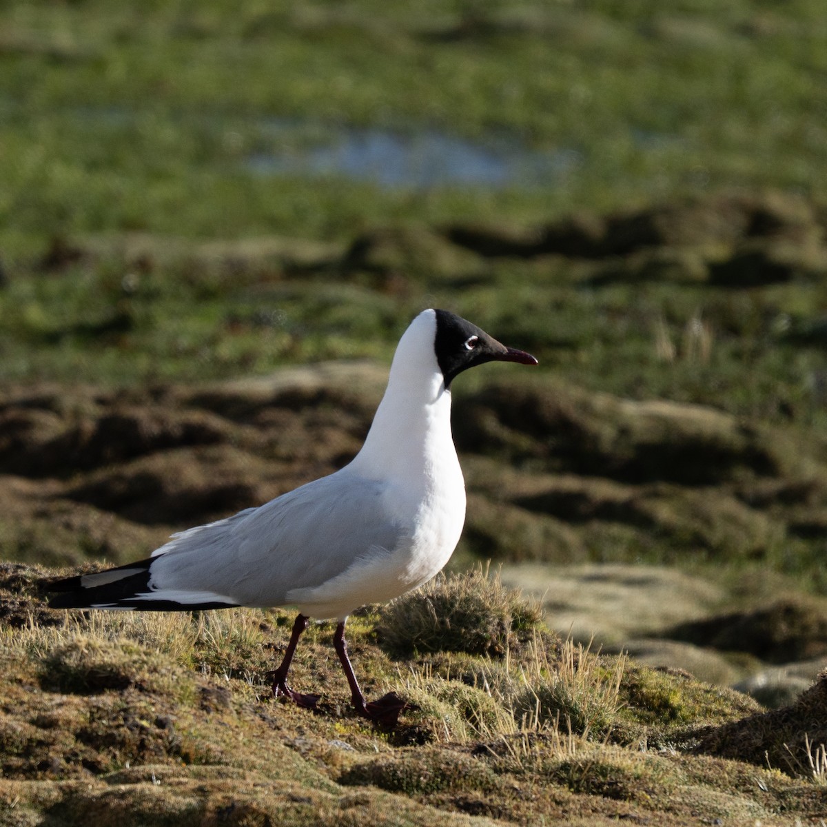 racek andský - ML646424422