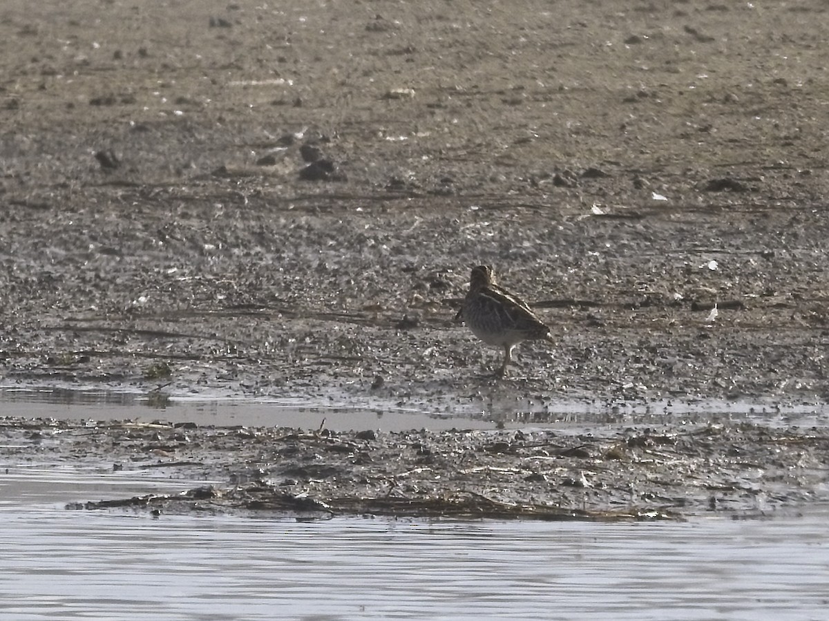 Wilson's Snipe - ML646424423