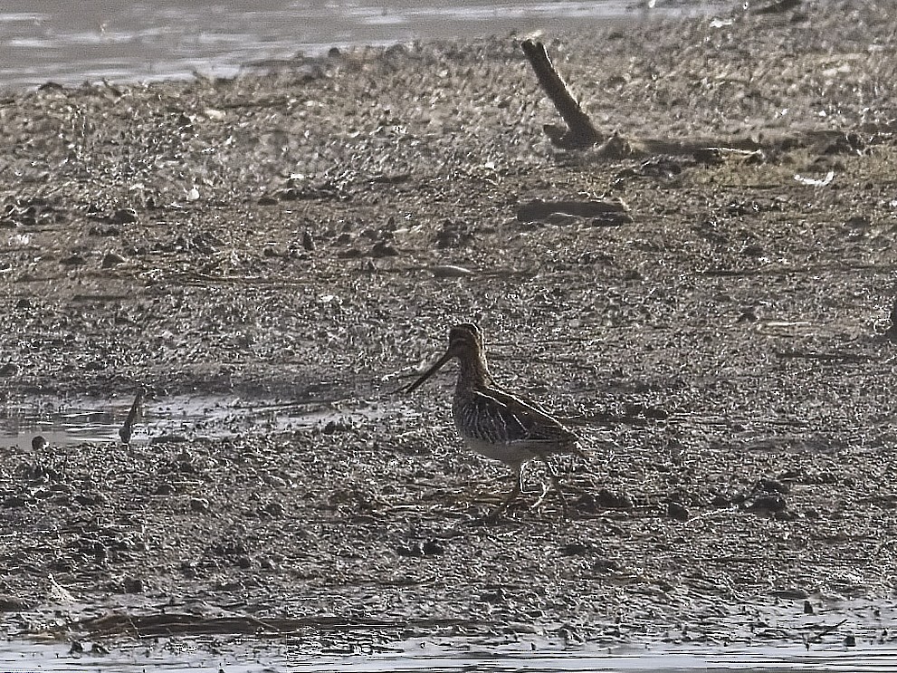 Wilson's Snipe - ML646424424