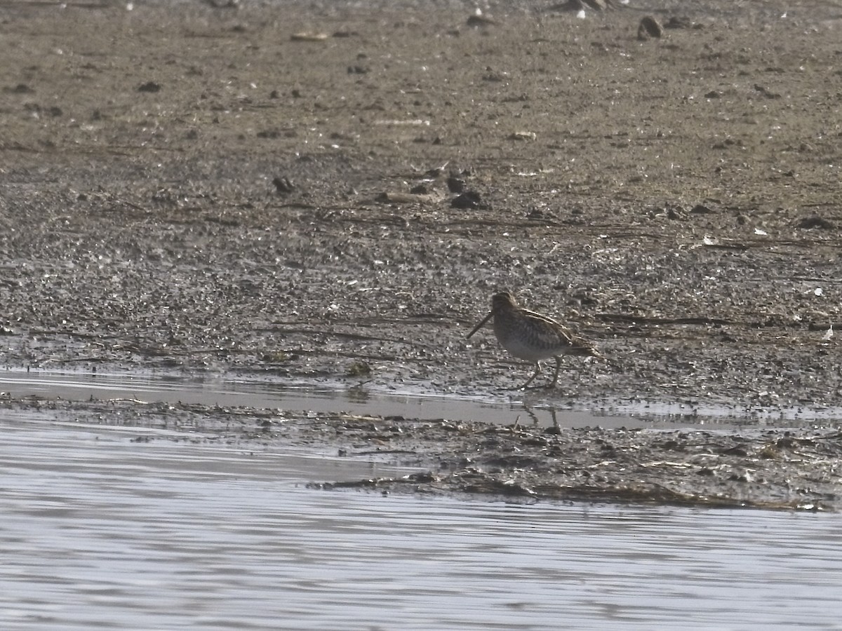 Wilson's Snipe - ML646424425