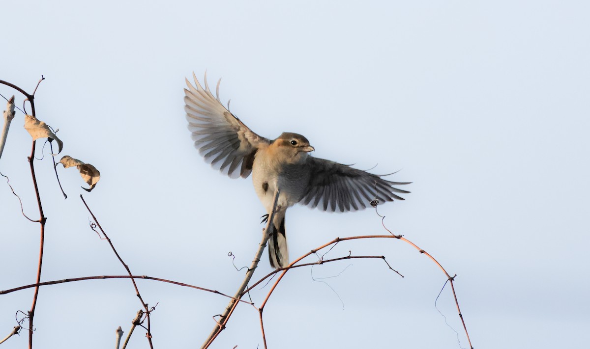 Antzandobi boreala - ML646424426