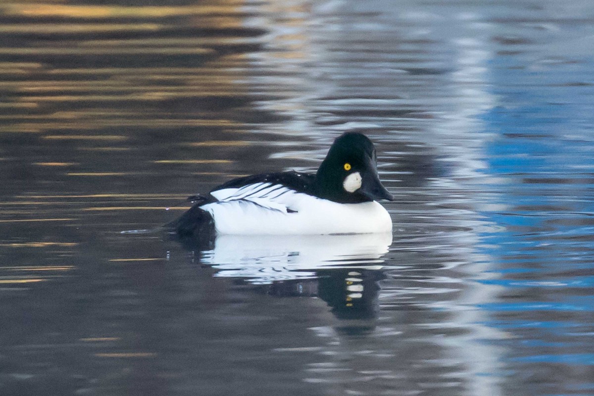 hohol severní - ML646424427