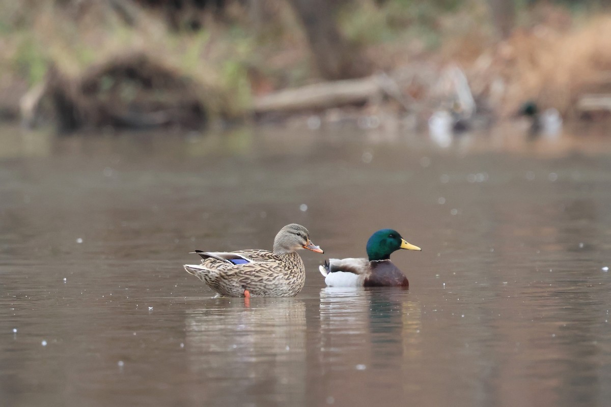 Mallard - ML646424428