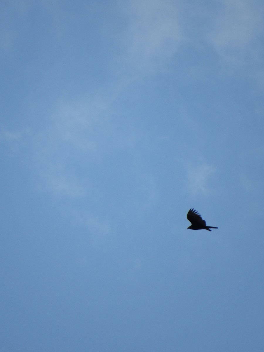 Zopilote Negro - ML646424429