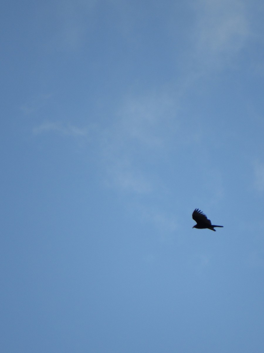 Zopilote Negro - ML646424430