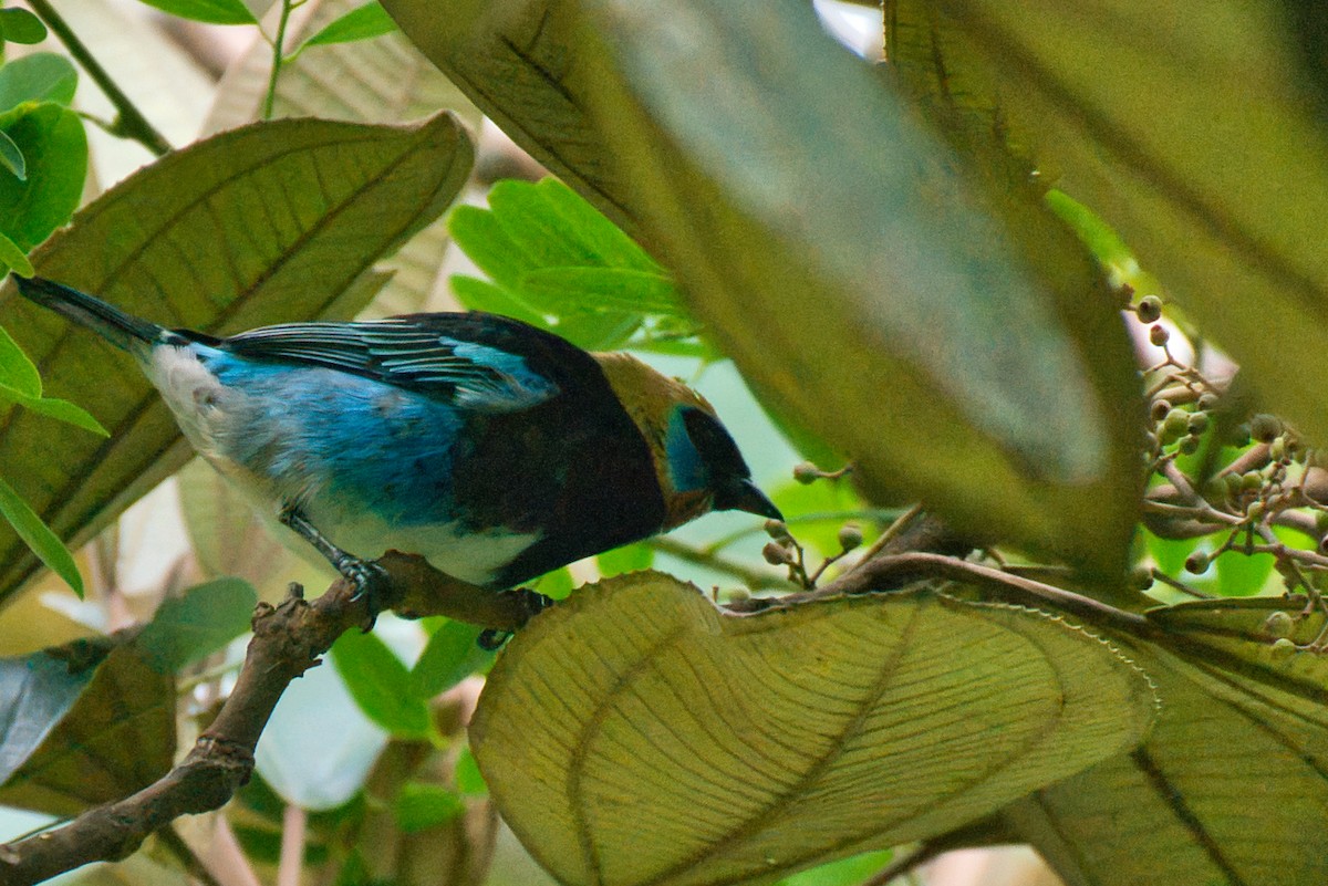 Golden-hooded Tanager - ML646424431