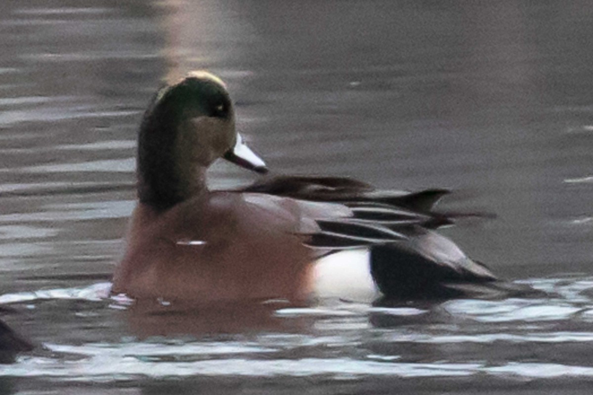 hvízdák americký - ML646424434