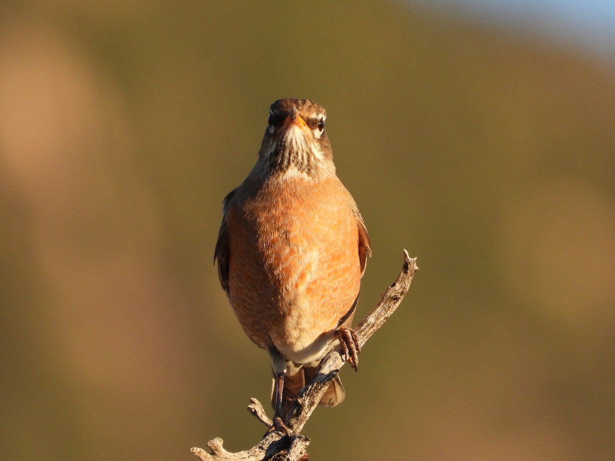 drozd stěhovavý - ML646424436