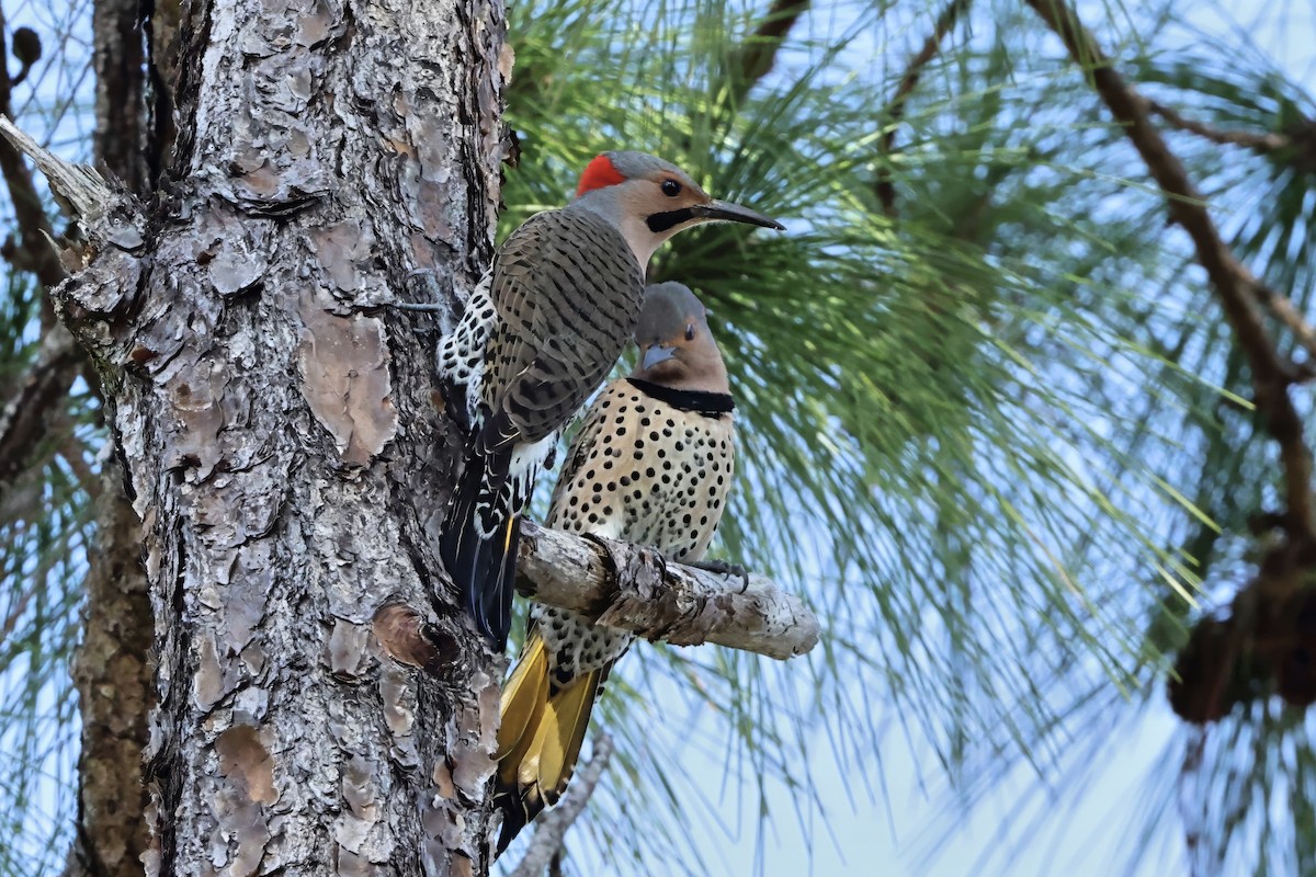 Northern Flicker (Yellow-shafted) - ML646424437