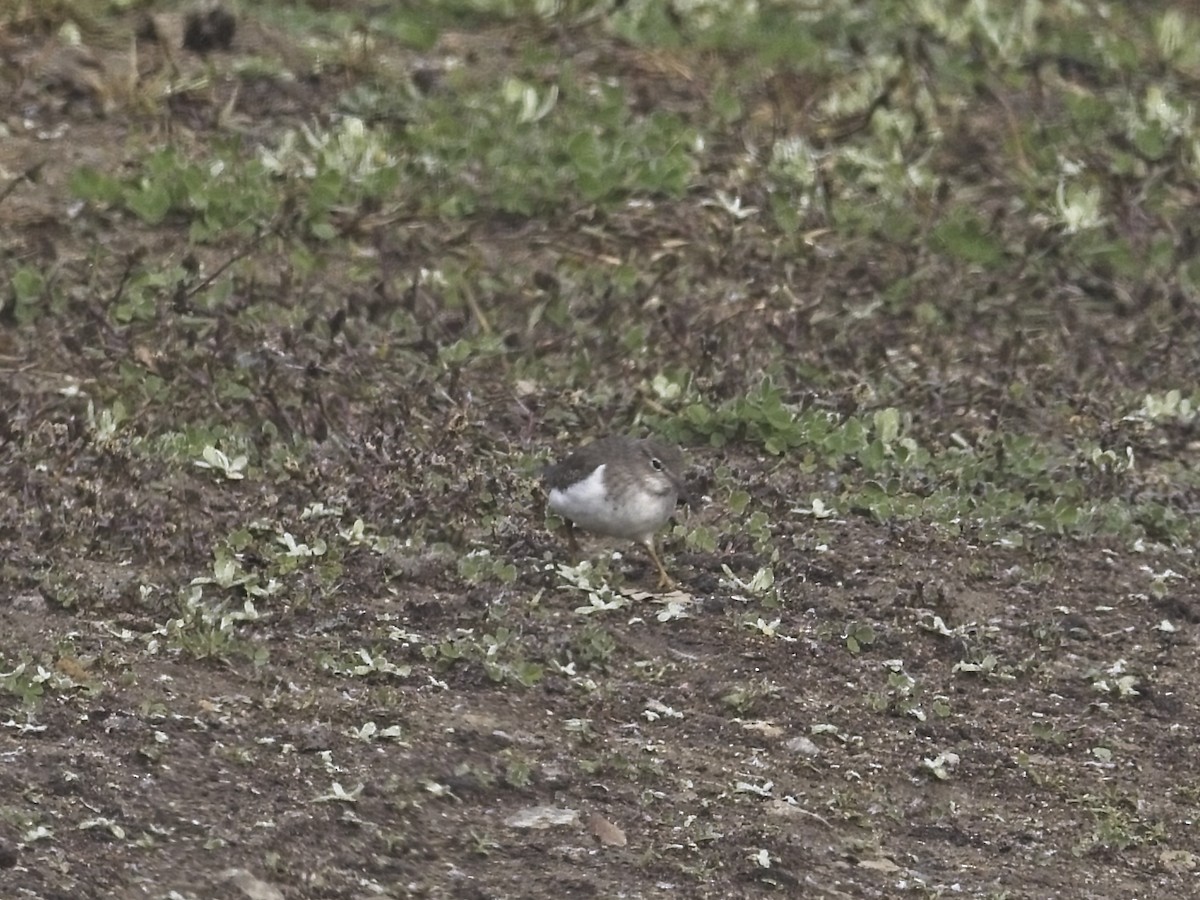 Spotted Sandpiper - ML646424438