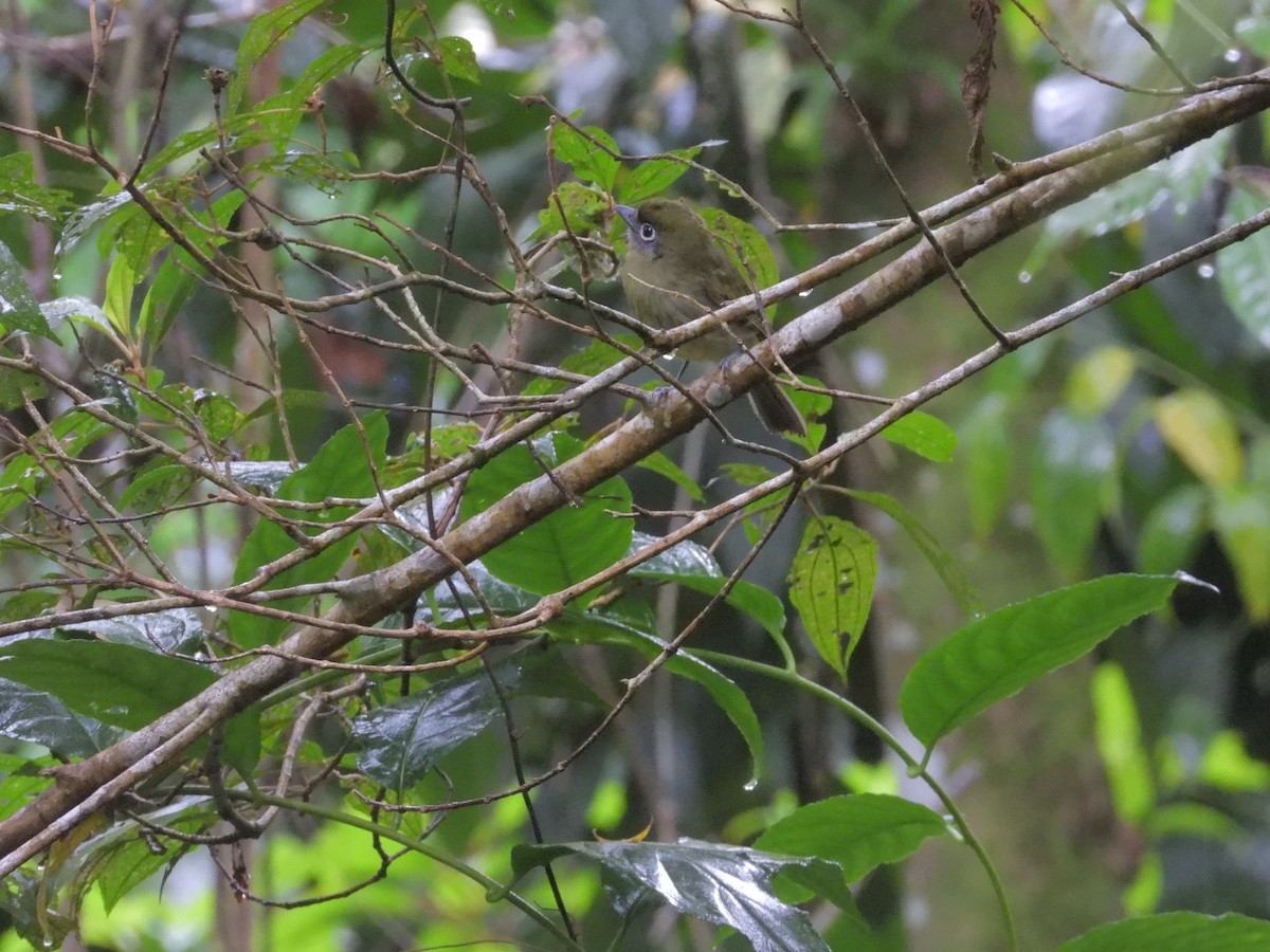 Eye-ringed Flatbill - ML646424439