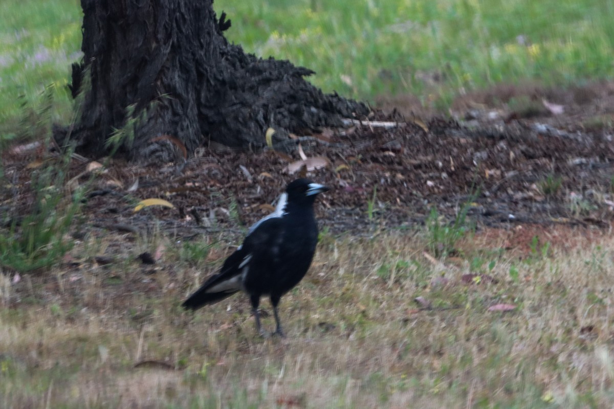 Australian Magpie - ML646424441