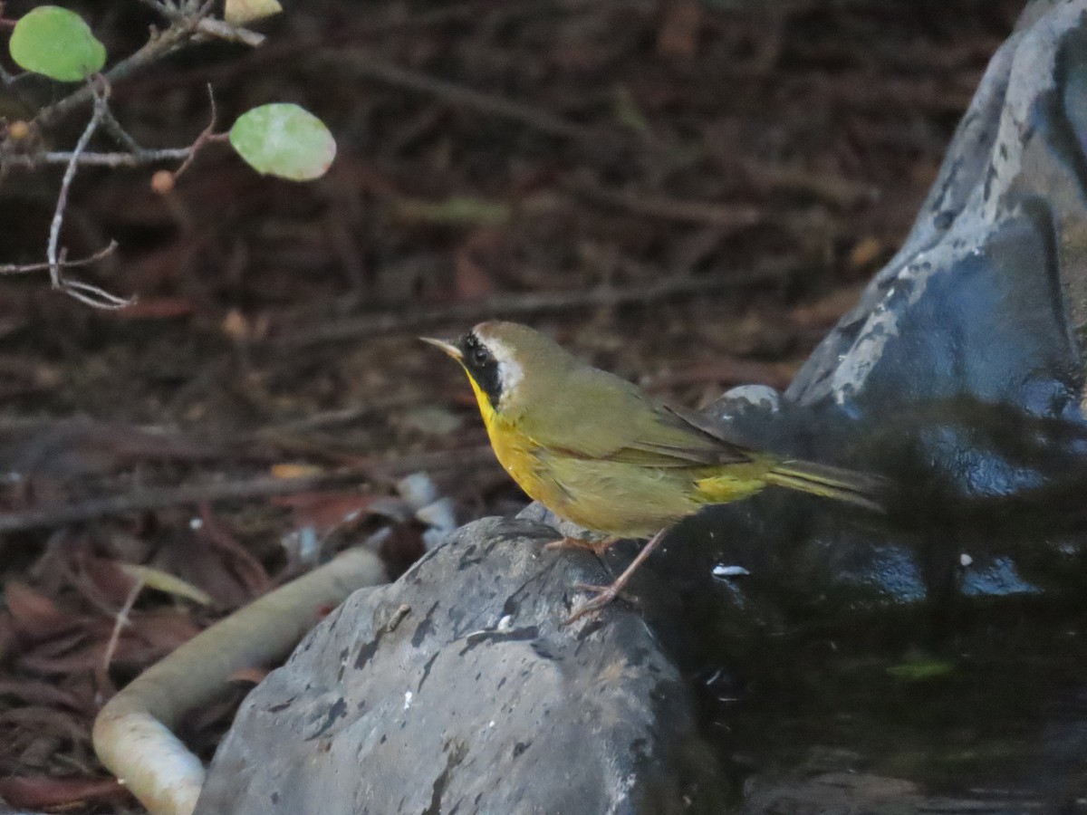 lesňáček žlutohrdlý - ML646424442