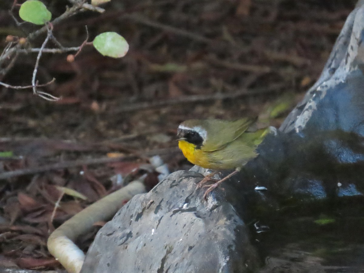 lesňáček žlutohrdlý - ML646424443