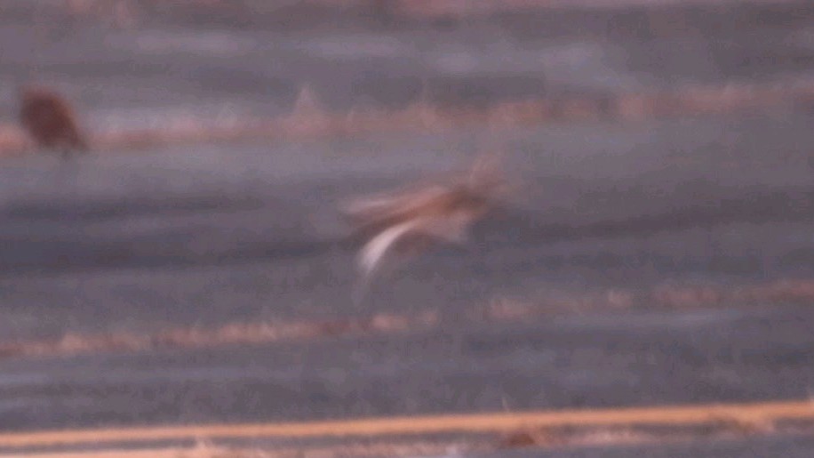 Chestnut-collared Longspur - ML646424446