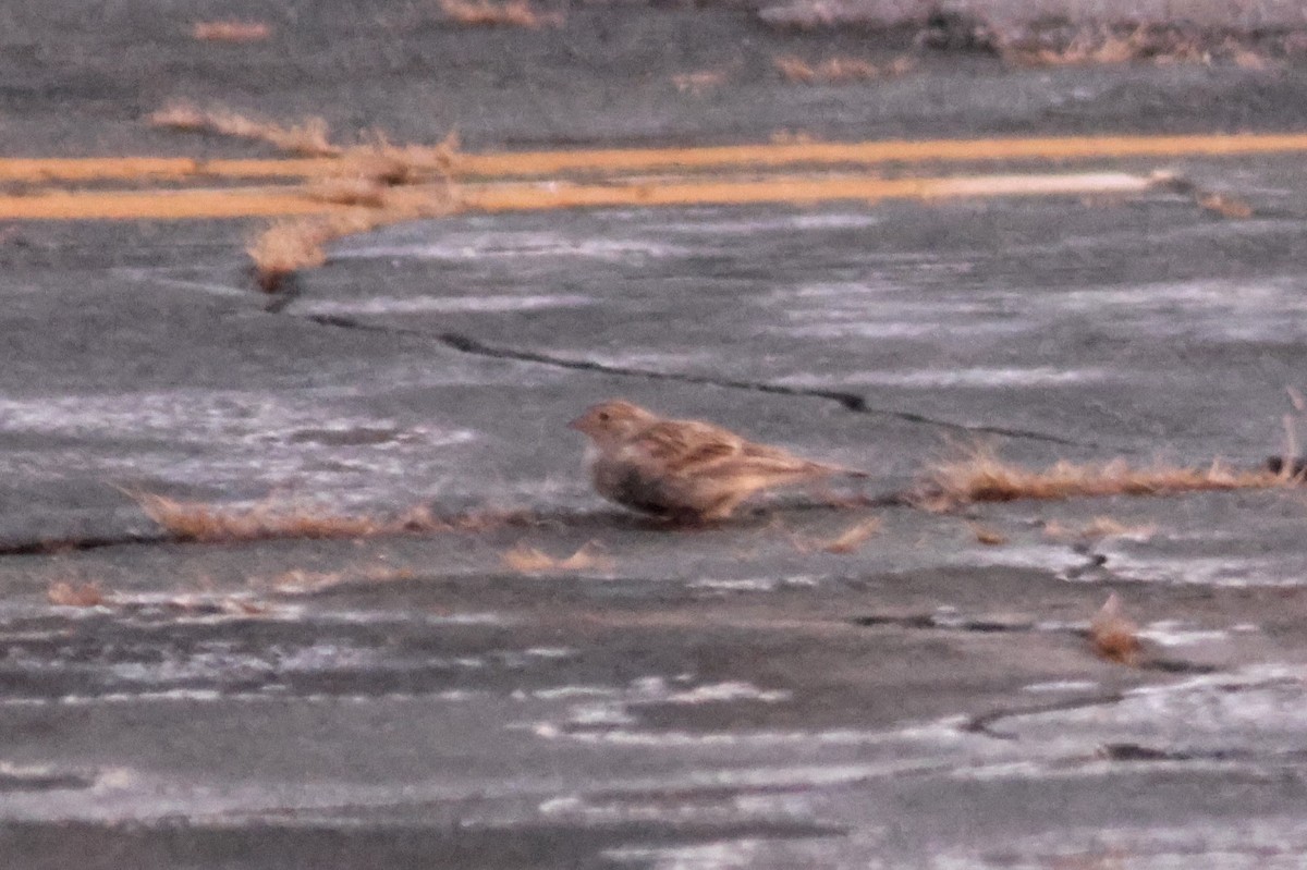 Chestnut-collared Longspur - ML646424447