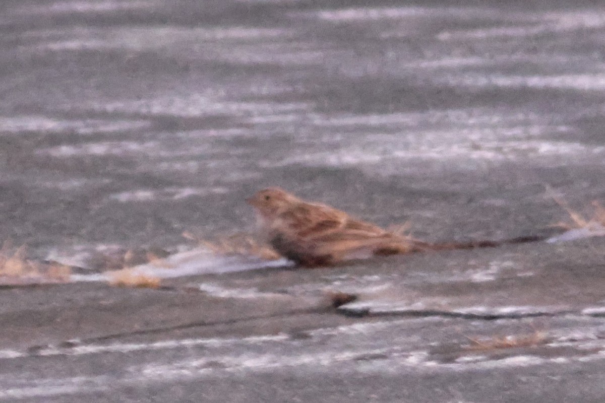 Chestnut-collared Longspur - ML646424448