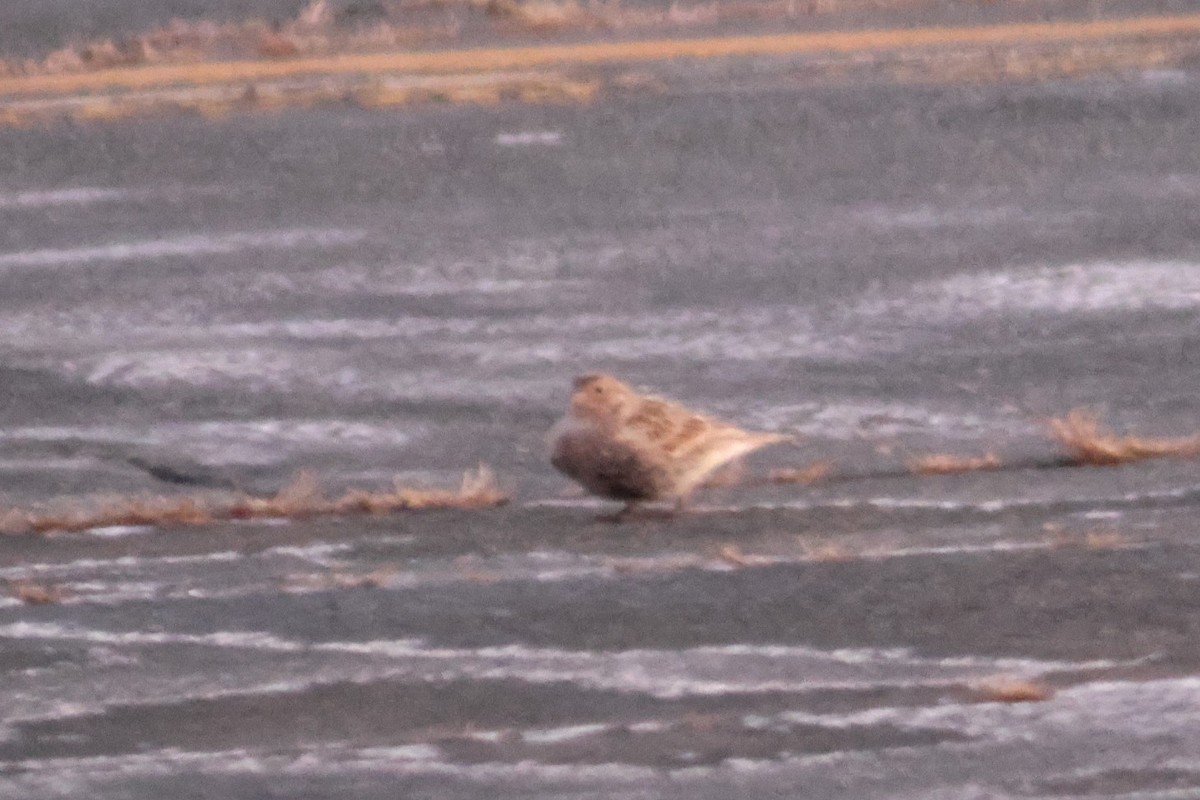 Chestnut-collared Longspur - ML646424449