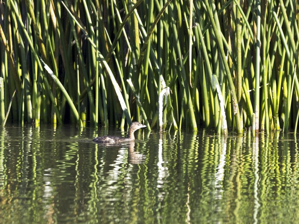 Pied-billed Grebe - ML646424450