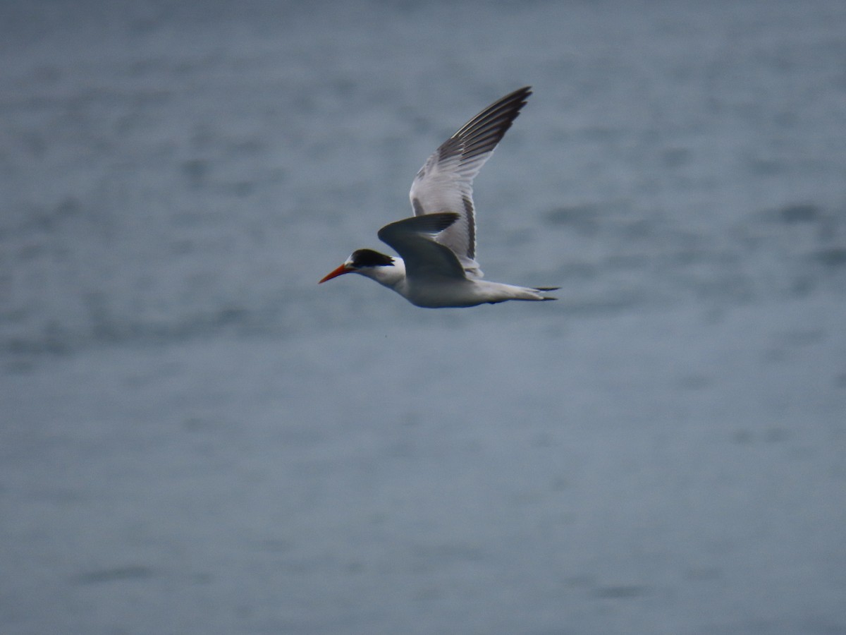 rybák západní - ML646424451