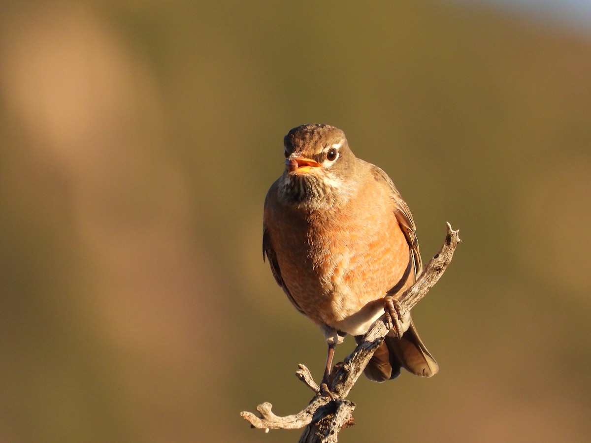 drozd stěhovavý - ML646424452