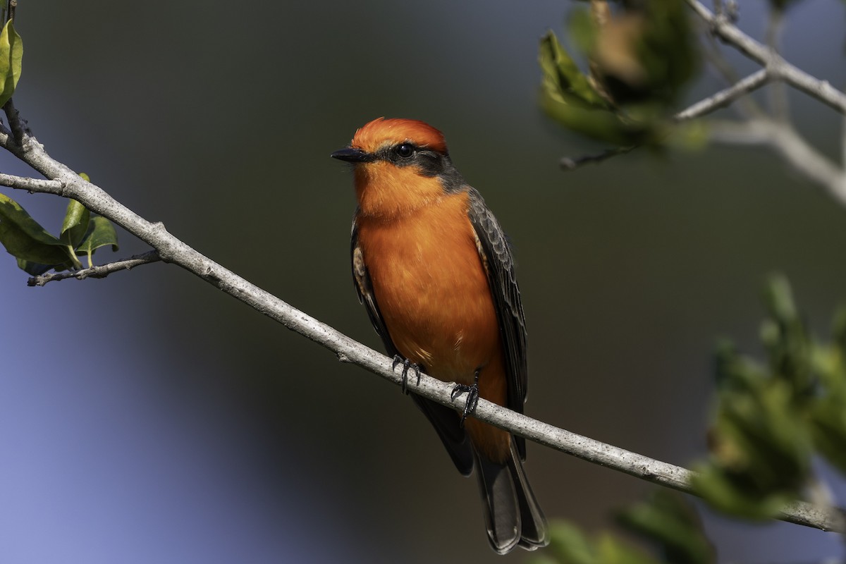 Vermilion Flycatcher - ML646424453