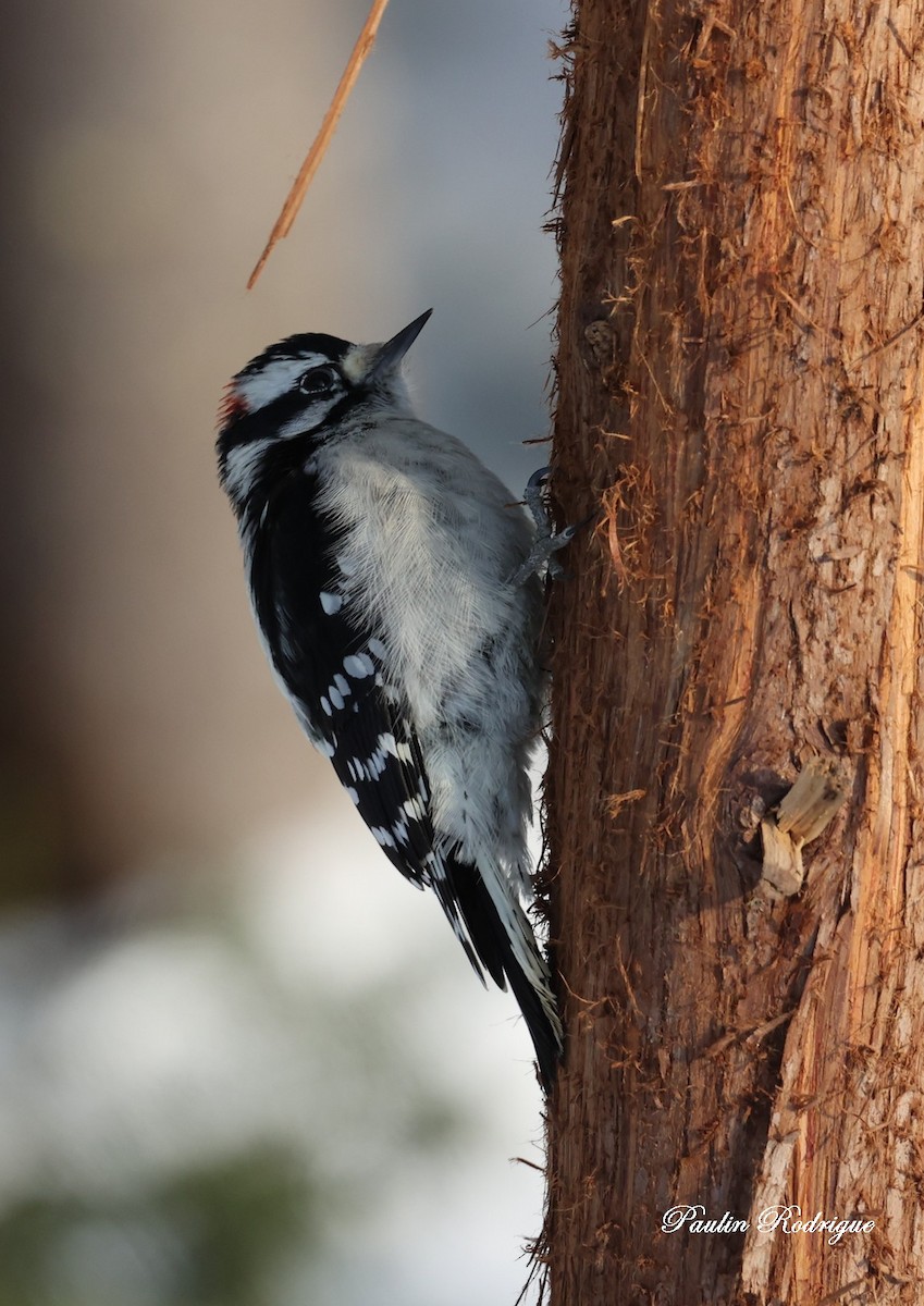 Downy Woodpecker - ML646424455