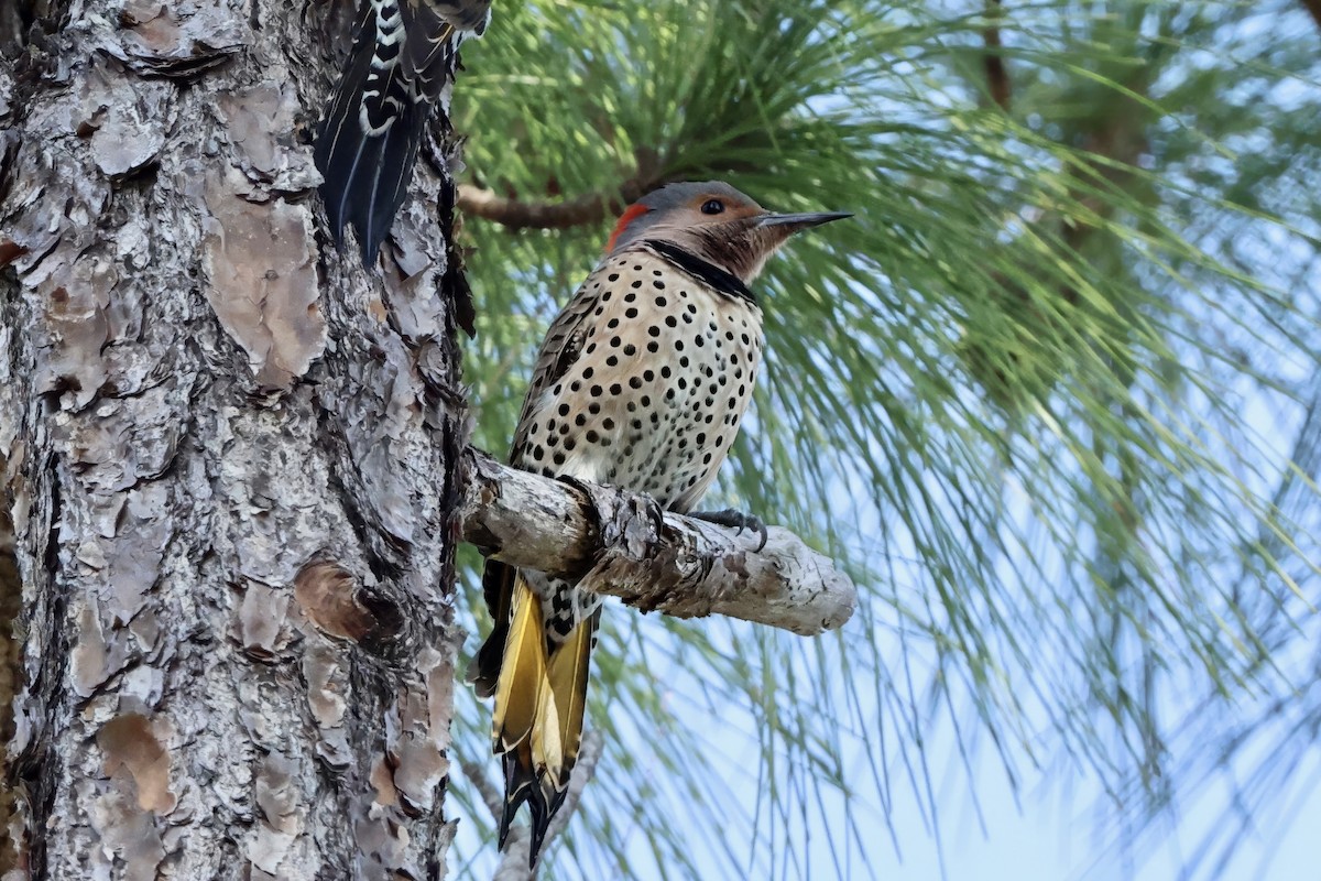 Northern Flicker (Yellow-shafted) - ML646424457