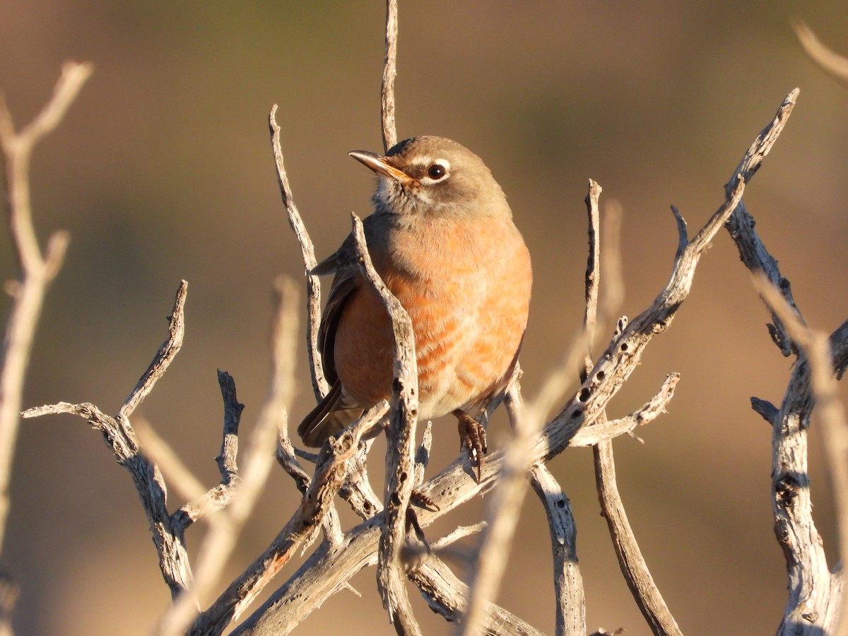 drozd stěhovavý - ML646424459