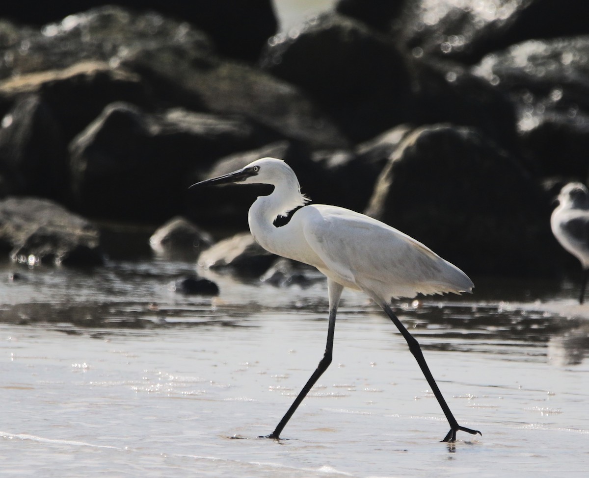 Reddish Egret - ML646424460