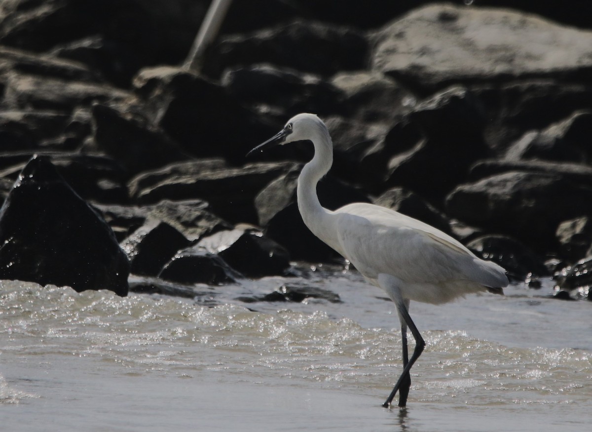 Reddish Egret - ML646424462