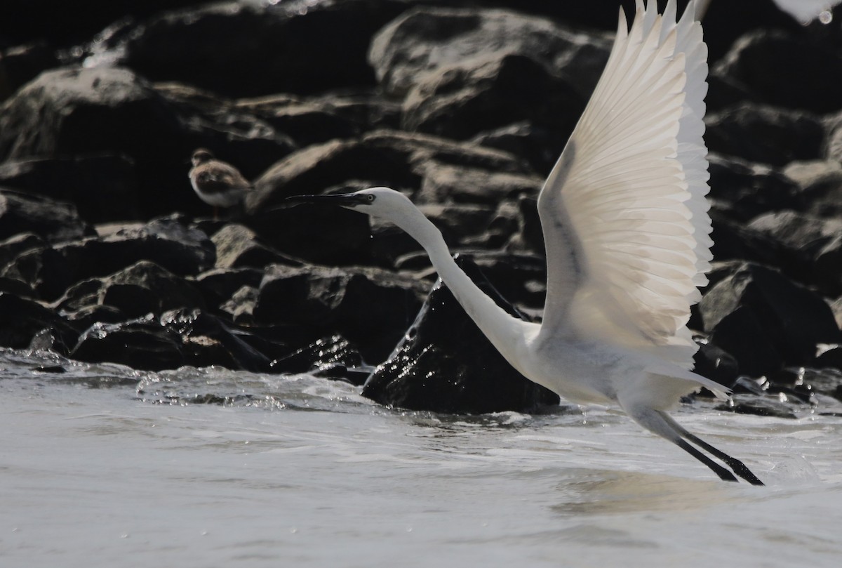 Reddish Egret - ML646424463