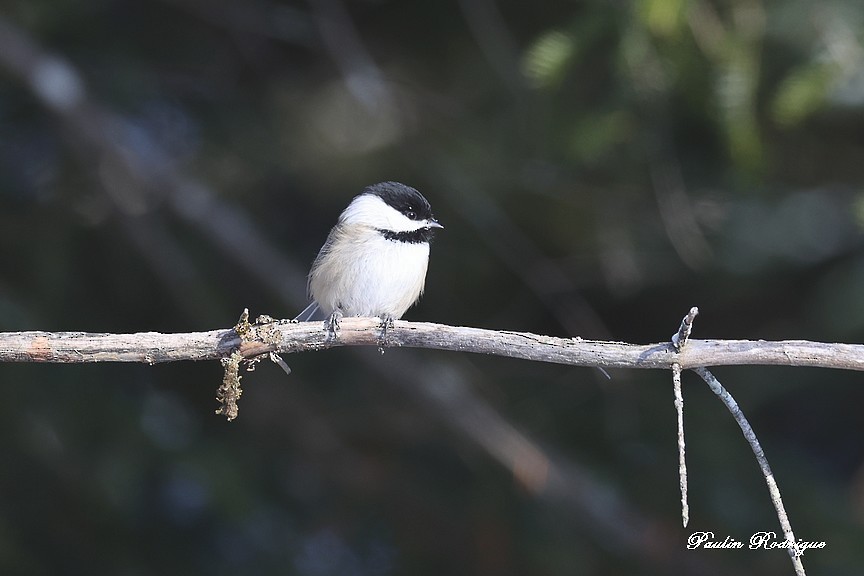 Black-capped Chickadee - ML646424465
