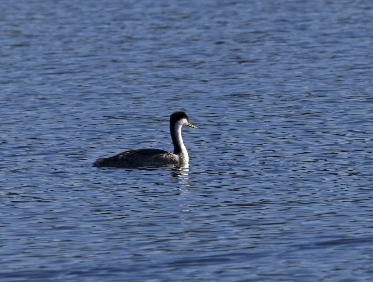 Western Grebe - ML646424466